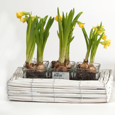 Riet met 3x glas
